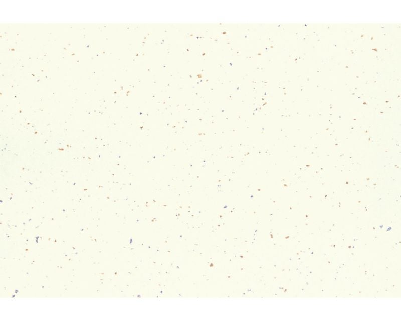  季節の敷紙（大） 銀河　黄