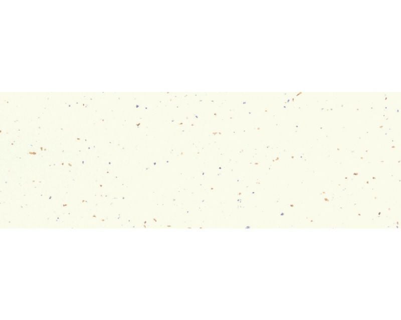 季節の敷紙（小） 銀河　黄 